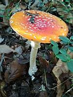 Amanite tue-mouche (Amanita muscaria) (Isere, 2019-10) (5)